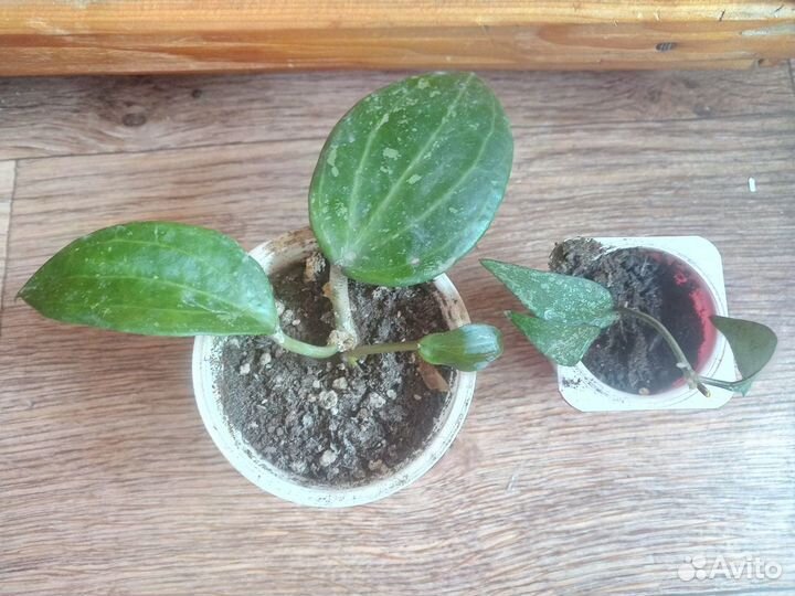 Хойи из личной коллекции