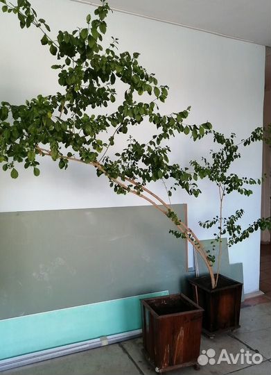 Гибискус и березки декоративные