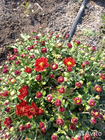 Хризантема мультифлора