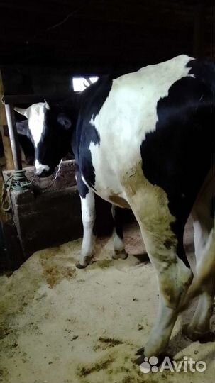 Тёлка 1.4 продаем или меняем на Быка