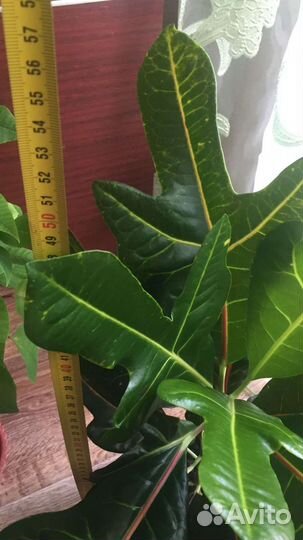 Кодиеум кротон