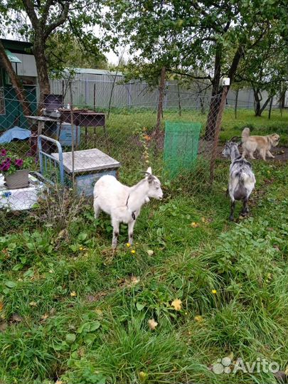 Козочка зааненская