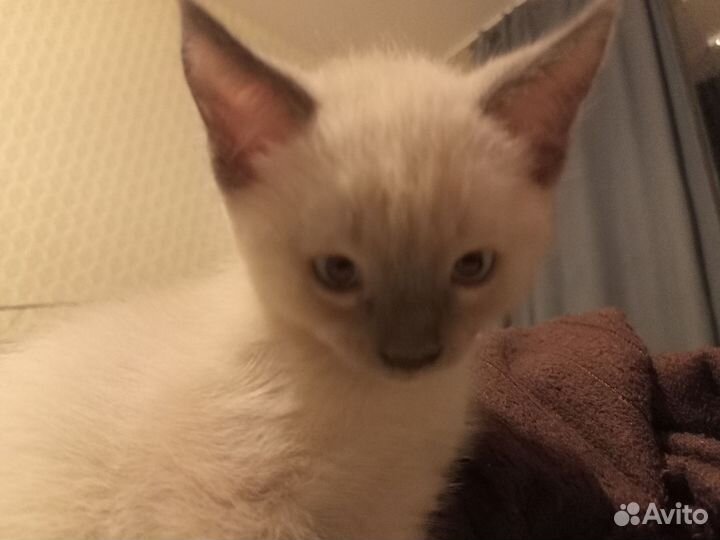 Котенок (Она)
