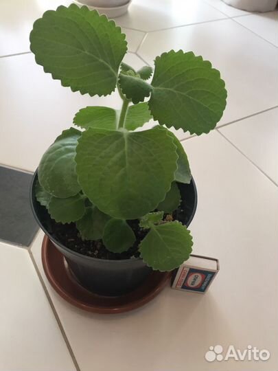 Комнатная мята