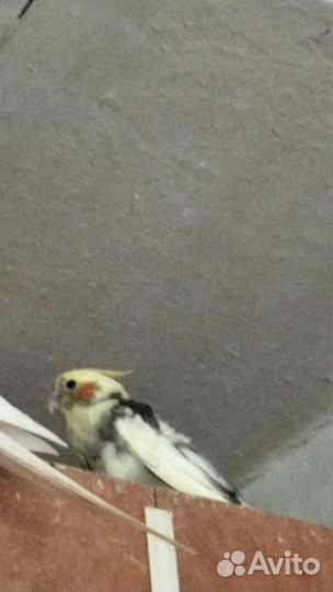 Попугай корелла птенцы