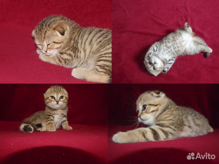 Шотландские котята
