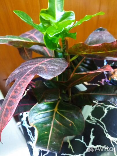 Кодиеум кротон