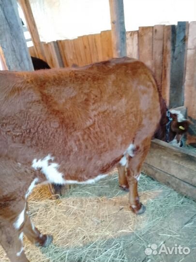 Корова первотелка