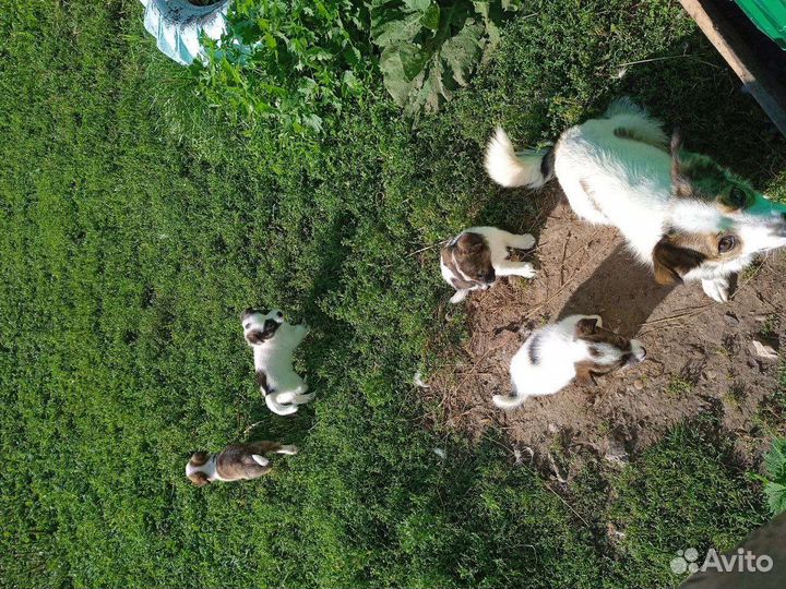 Щенки в добрые руки