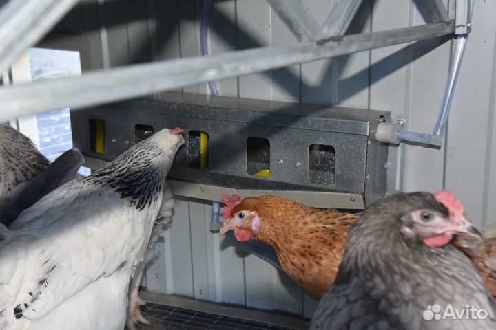 Курятник для кур-несушек трёхъярусный