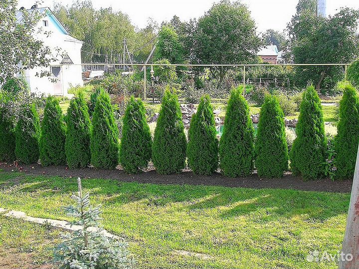 Туи смарагд