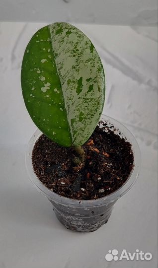 Хойя carnosa wilbur graves