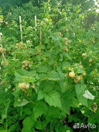 Саженцы малины