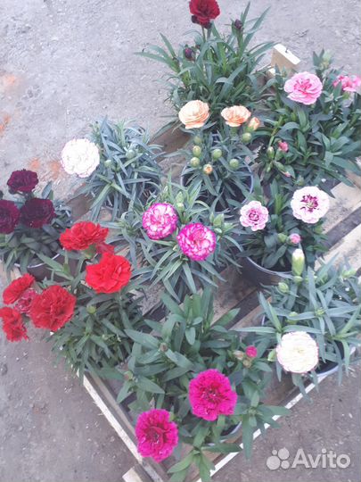 Многолетние гвоздики,низкорослые