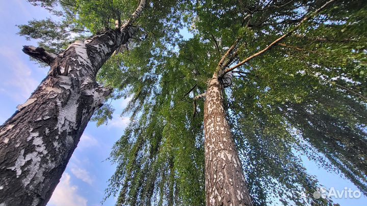 Продам березу 100лет 60х200х1500