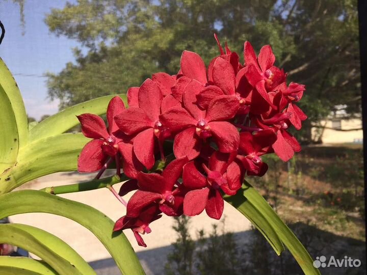 Орхидея. Ванда - Van. Roll All red