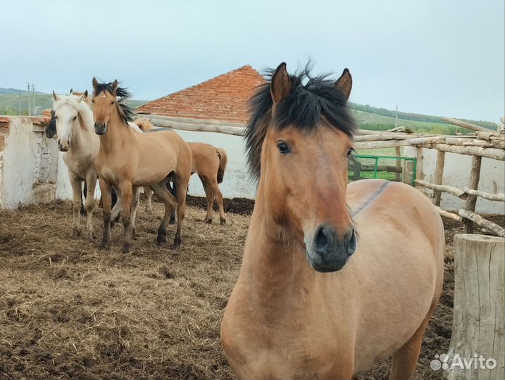 Жеребец башкирской породы