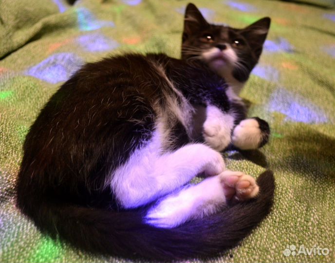 Чёрно-белый фрачный котёнок (метис) в добрые руки