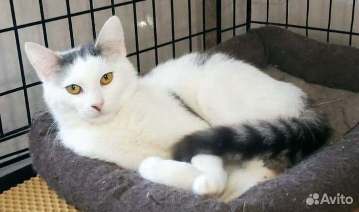 Кошечка-подросток, фенотип Сноу-шу в дар