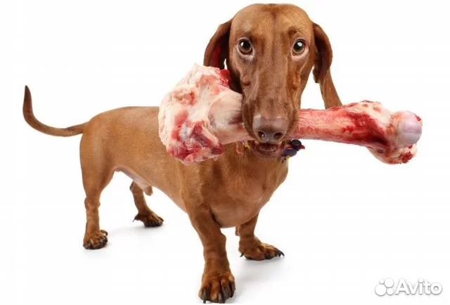 Мясо для собак