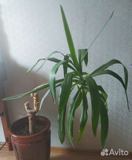 Юкка- отдам без горшка