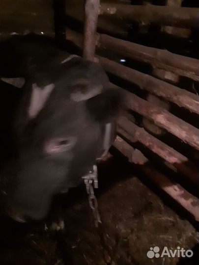 Бык на мясо и на доращивание бычки и телочка