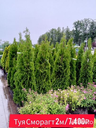Туя западная смарагд 2м