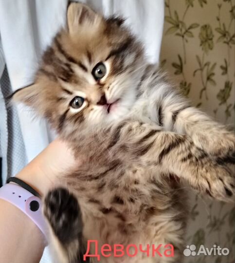 Пушистые комочки счастья