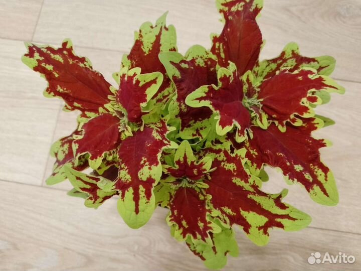 Колеусы 70 сортов