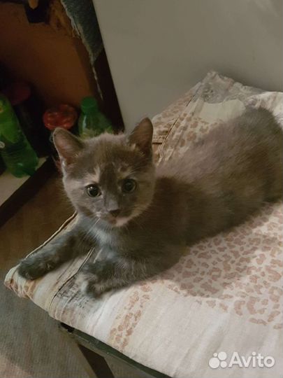 Отдам кошечку