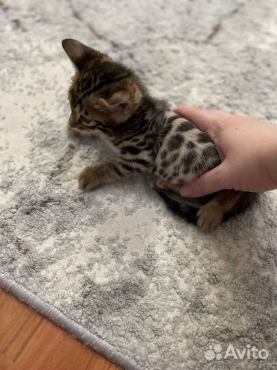 Бенгальские котята