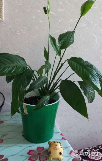 Спатифиллум