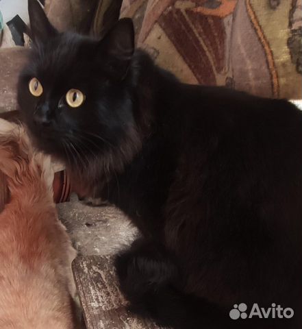 Черный красавец в добрые руки