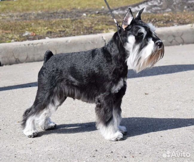 Цвергшнауцер вязка