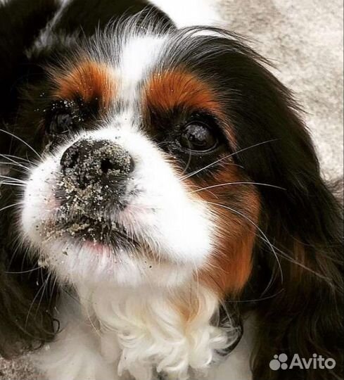 Кавалер Кинг замечательные собачки