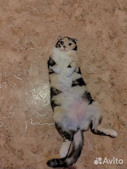 Шотландская вислоухая