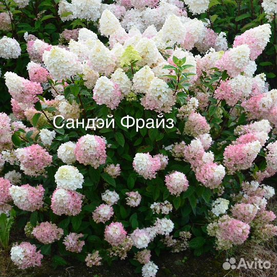 Гортензия метельчатая