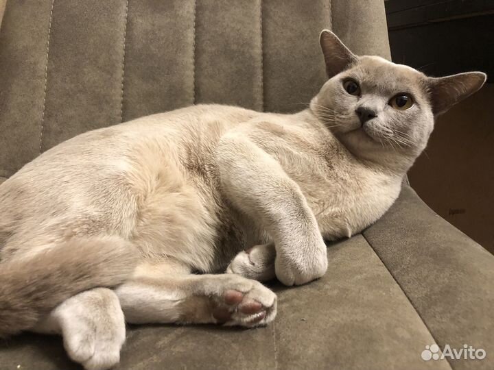 Вязка Бурманский Кот