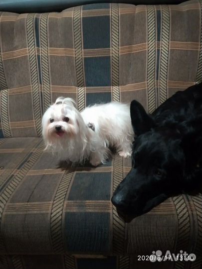 Женихи мини мальтезе