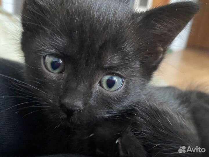 Котенок девочка