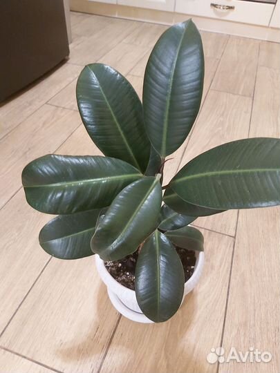 Фикус эластика Абиджан каучуконосный, пеперомия