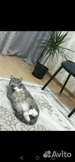 Котики в добрые руки