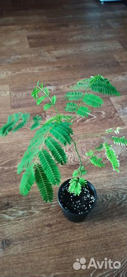 Акация ленкоранская