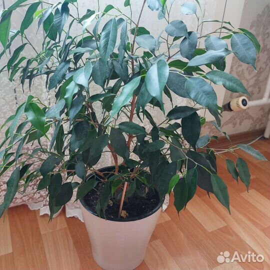 Фикус бенджамина