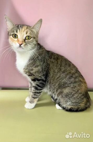 Кошечка в добрые руки