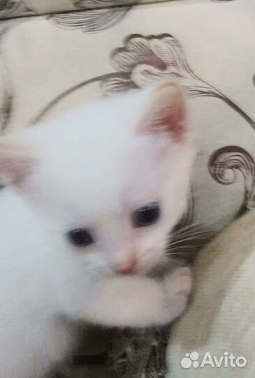 Котята в добрые и ответственные руки