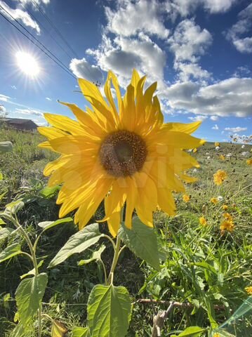 Участок 8,9 сот. (СНТ, ДНП)