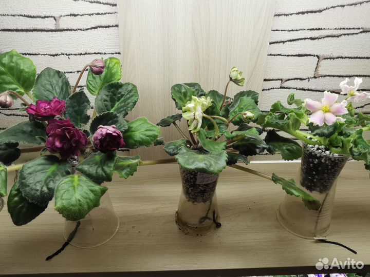 Сортовые фиалки