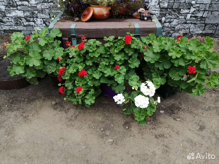 Герань пеларгония плющелистная