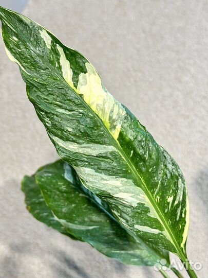 Спатифиллум gemini Джемени вариегатный